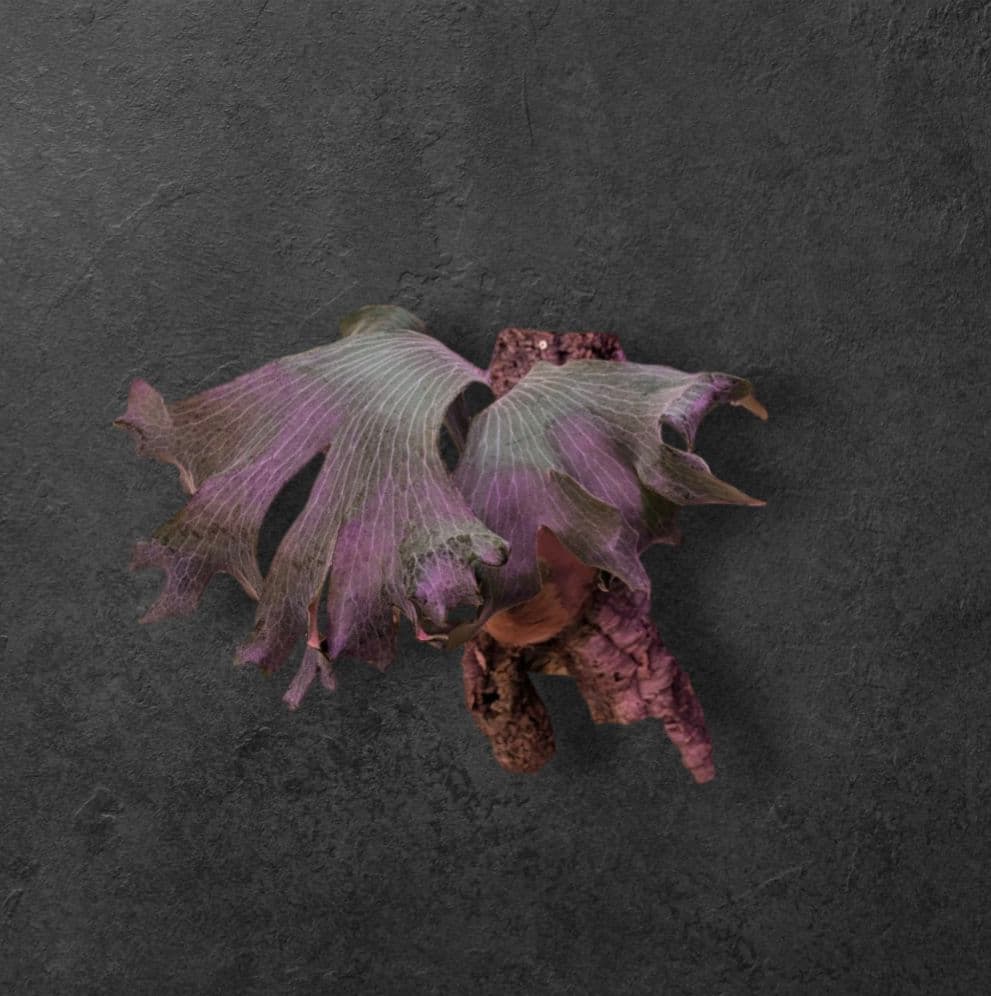 【限定一株】P.hillii 'Raijin' spore pup/ビカクシダ
