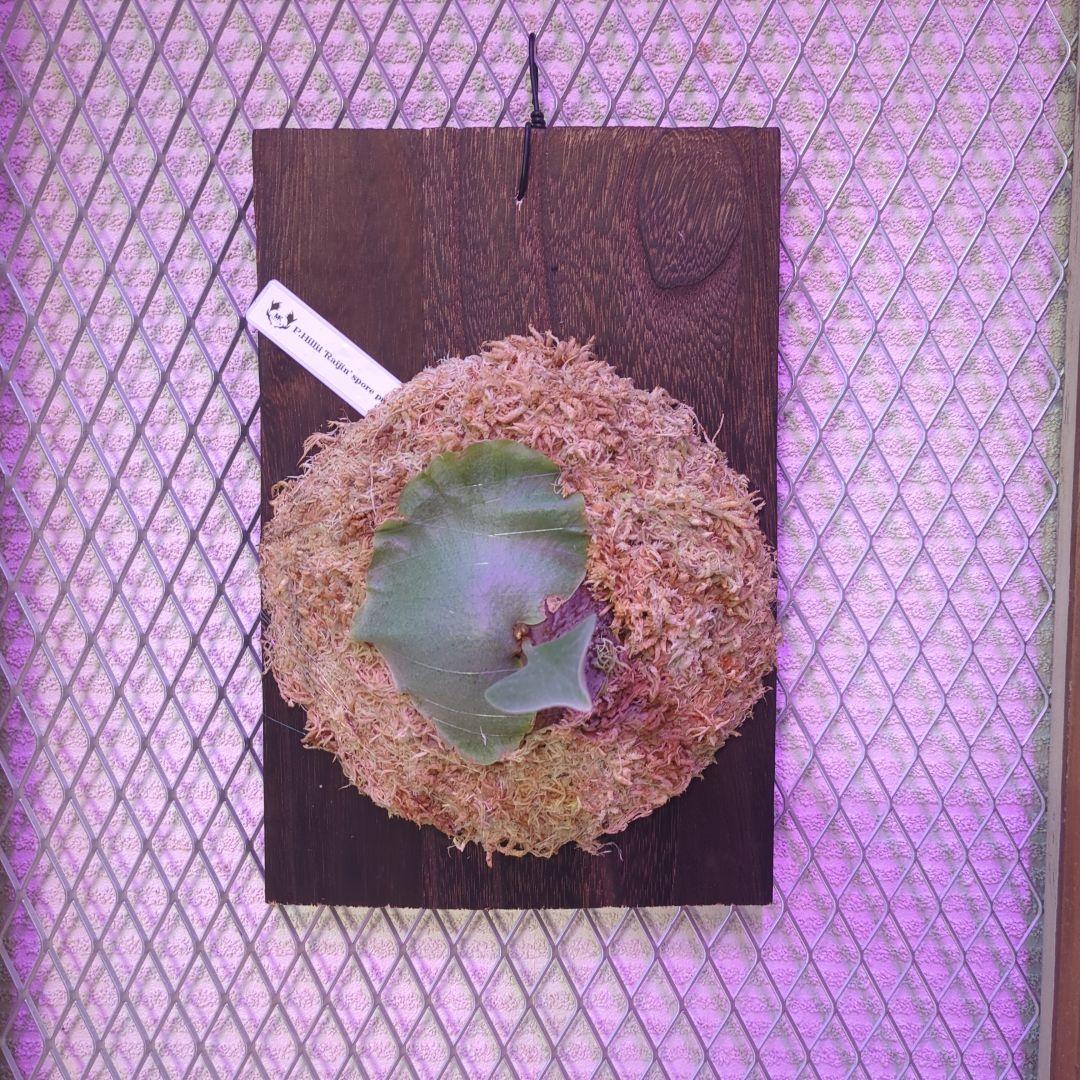 【限定一株】P.hillii 'Raijin' spore pup/ビカクシダ