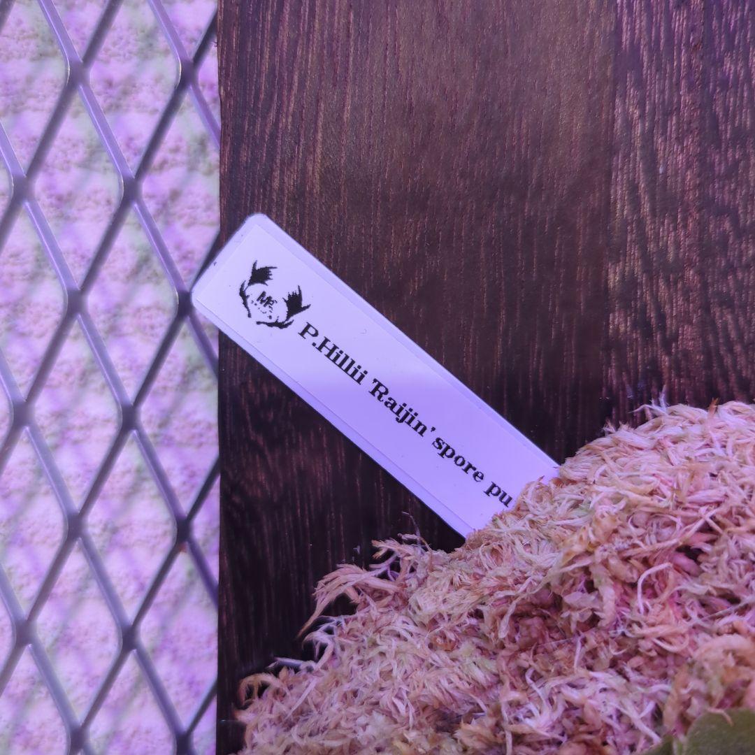 【限定一株】P.hillii 'Raijin' spore pup/ビカクシダ