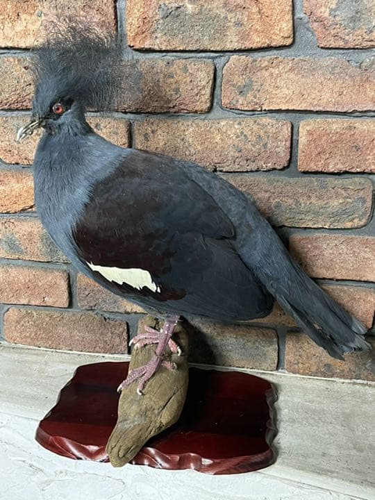 カンムリバトの剥製