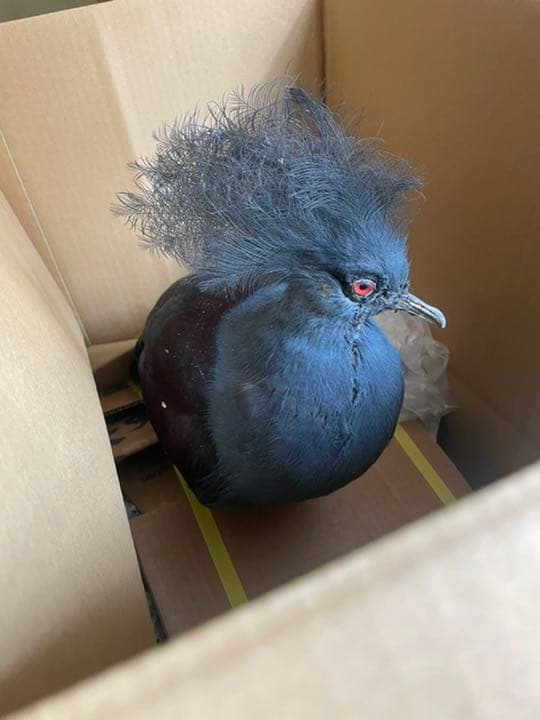 カンムリバトの剥製