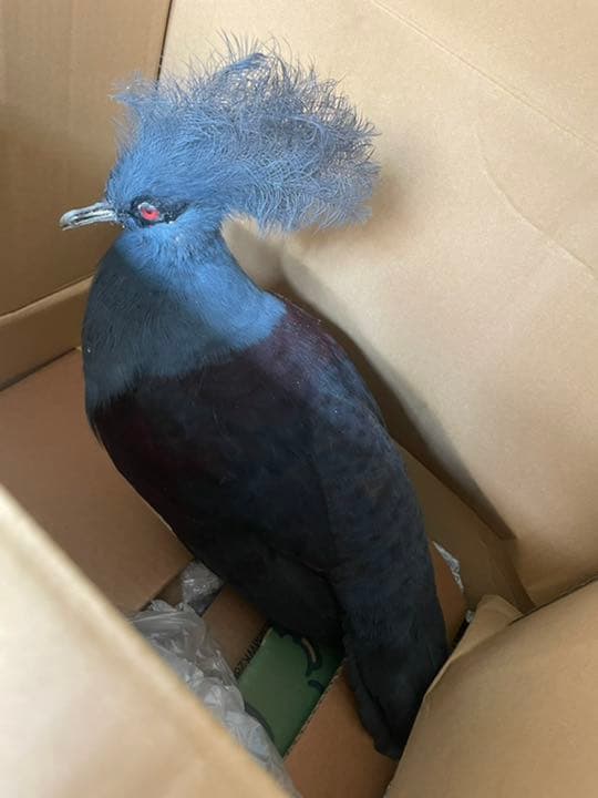 カンムリバトの剥製