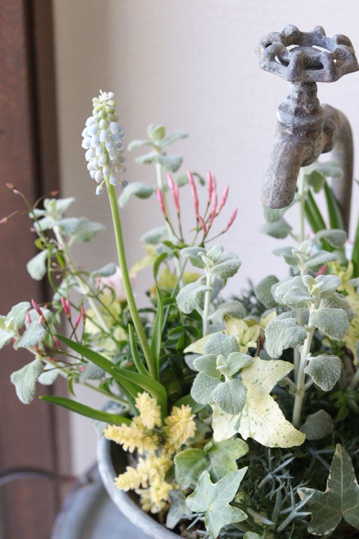 アプリコットと春の花❤︎シャビータップポットの寄せ植え