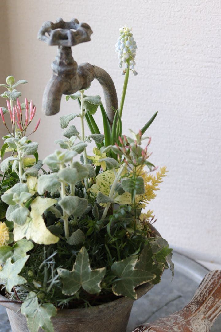 アプリコットと春の花❤︎シャビータップポットの寄せ植え