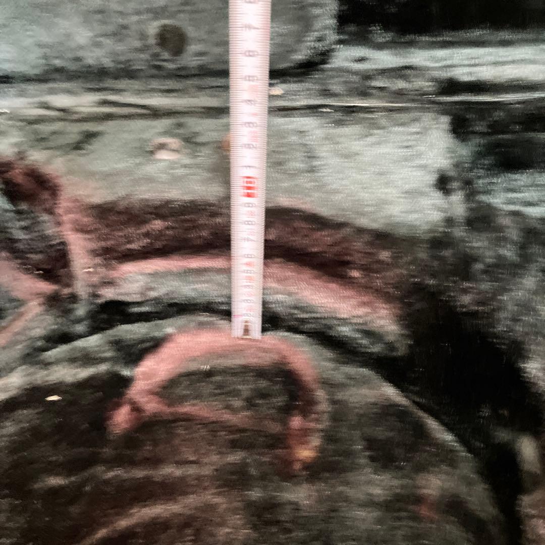 フレンチホルン　ハードケース