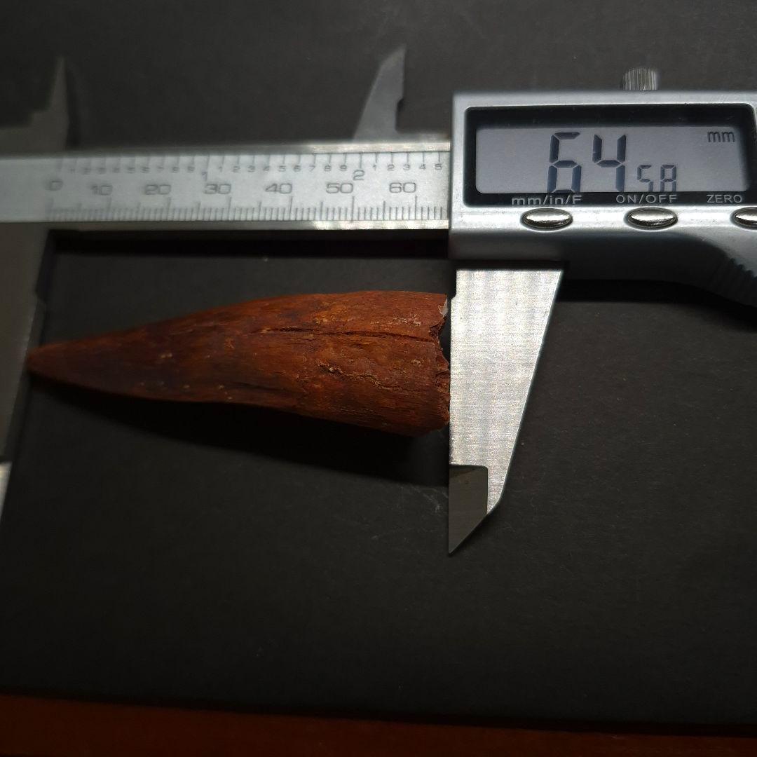 極上 スピノサウルス 本物 モロッコ産 64.58mm fsp14