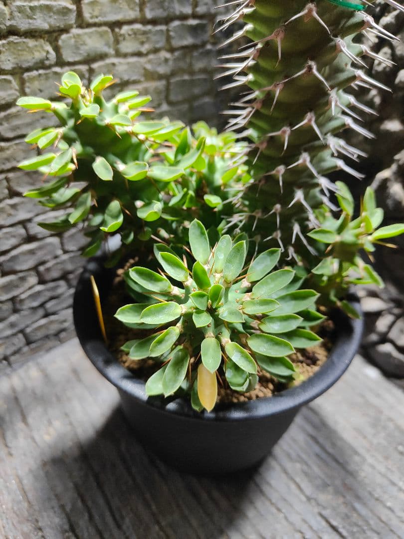 ユーフォルビア　螺旋系　トルチラマ×ポイゾニー　激レア　限定　G89