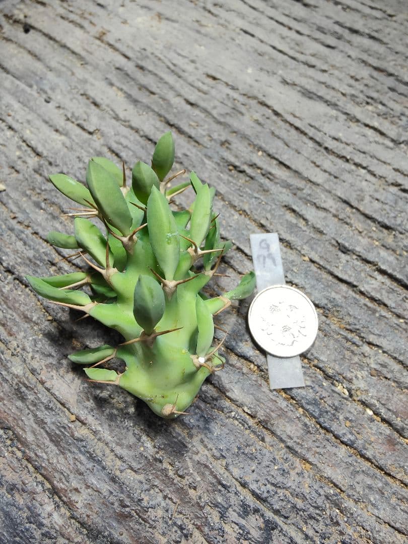 ユーフォルビア　螺旋系　トルチラマ×ポイゾニー　激レア　限定　G89