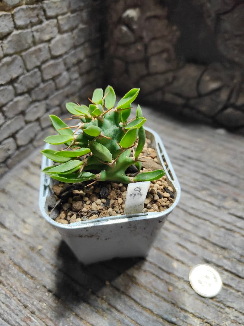 ユーフォルビア　螺旋系　トルチラマ×ポイゾニー　激レア　限定　G89