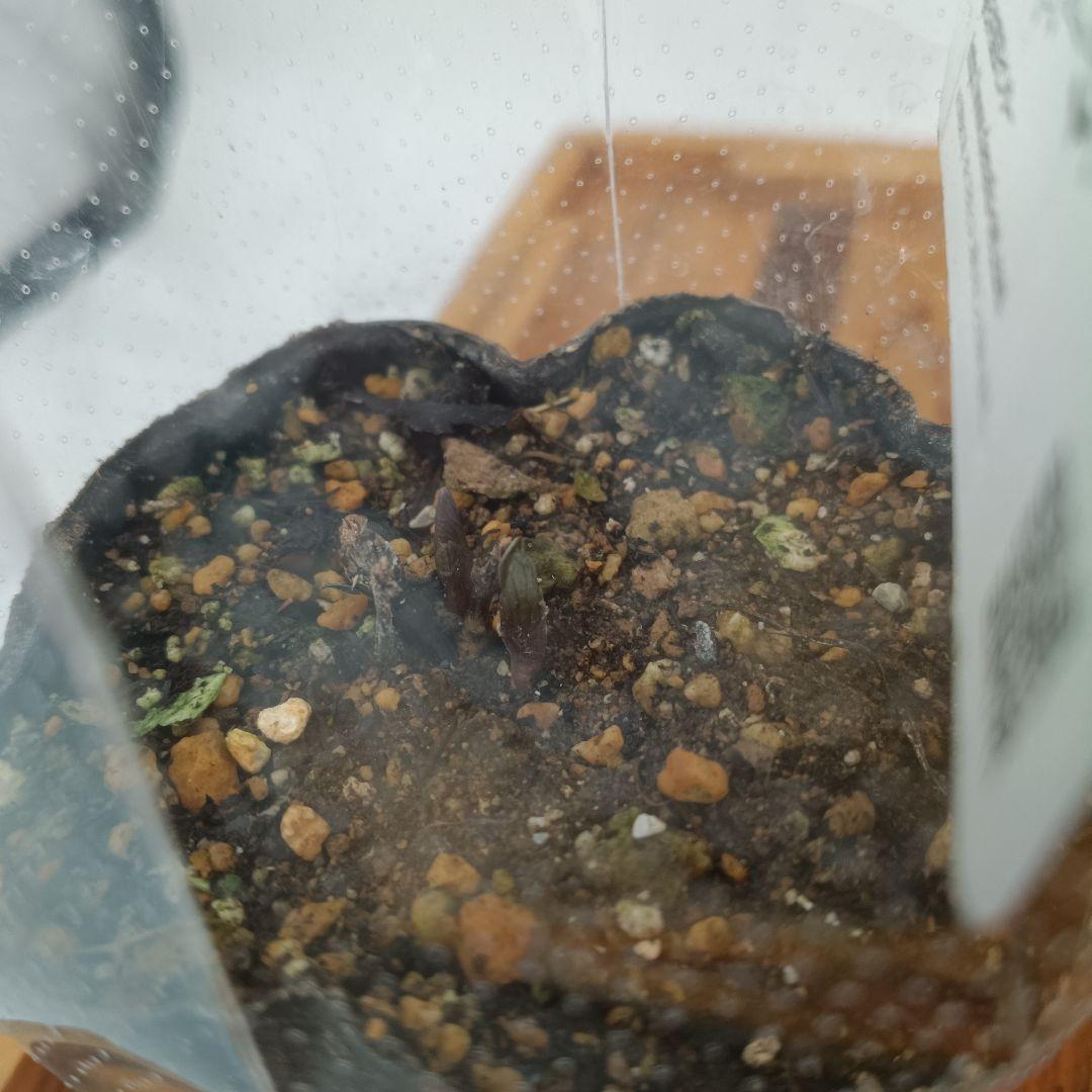 ベル咲き系クレマチス　6種セット