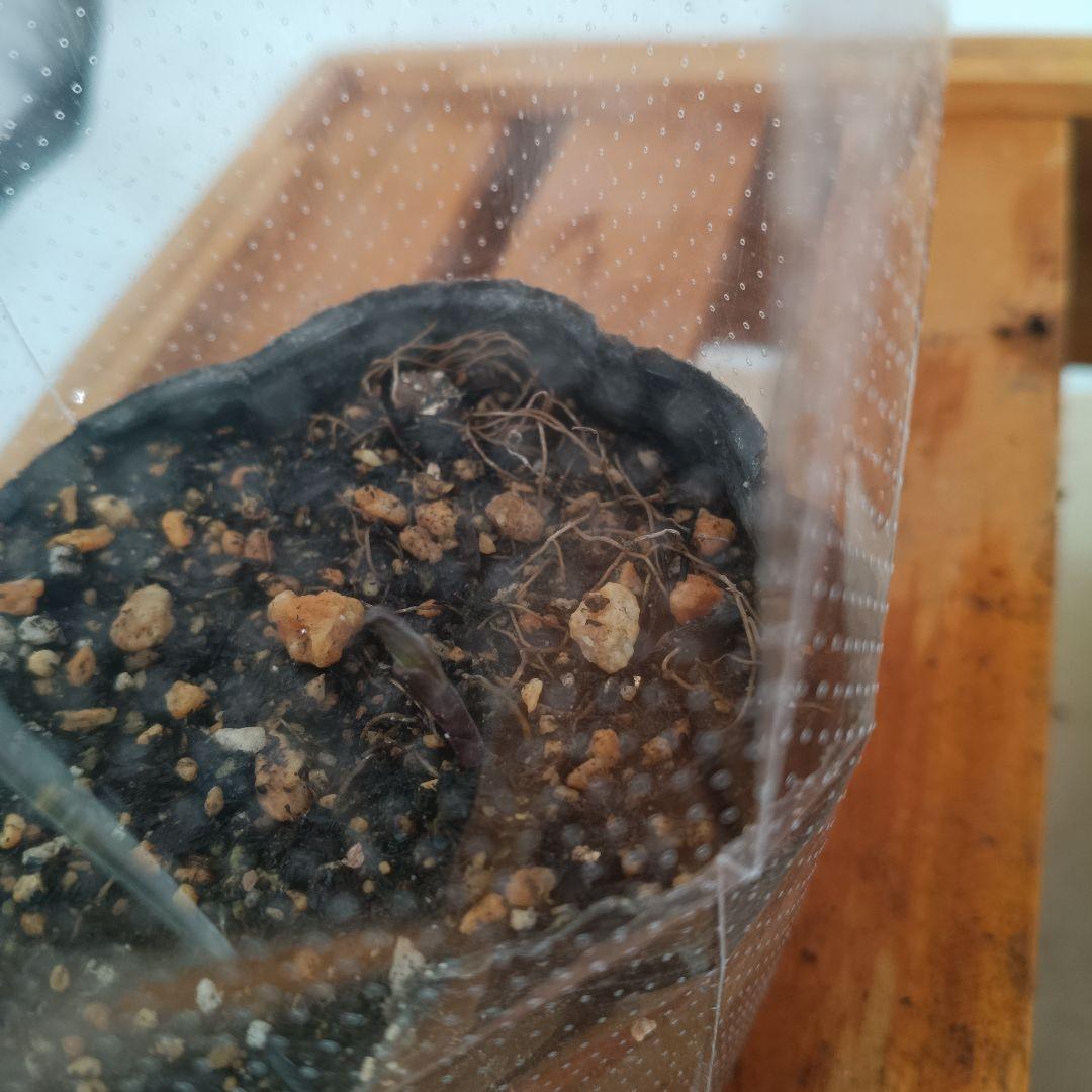 ベル咲き系クレマチス　6種セット