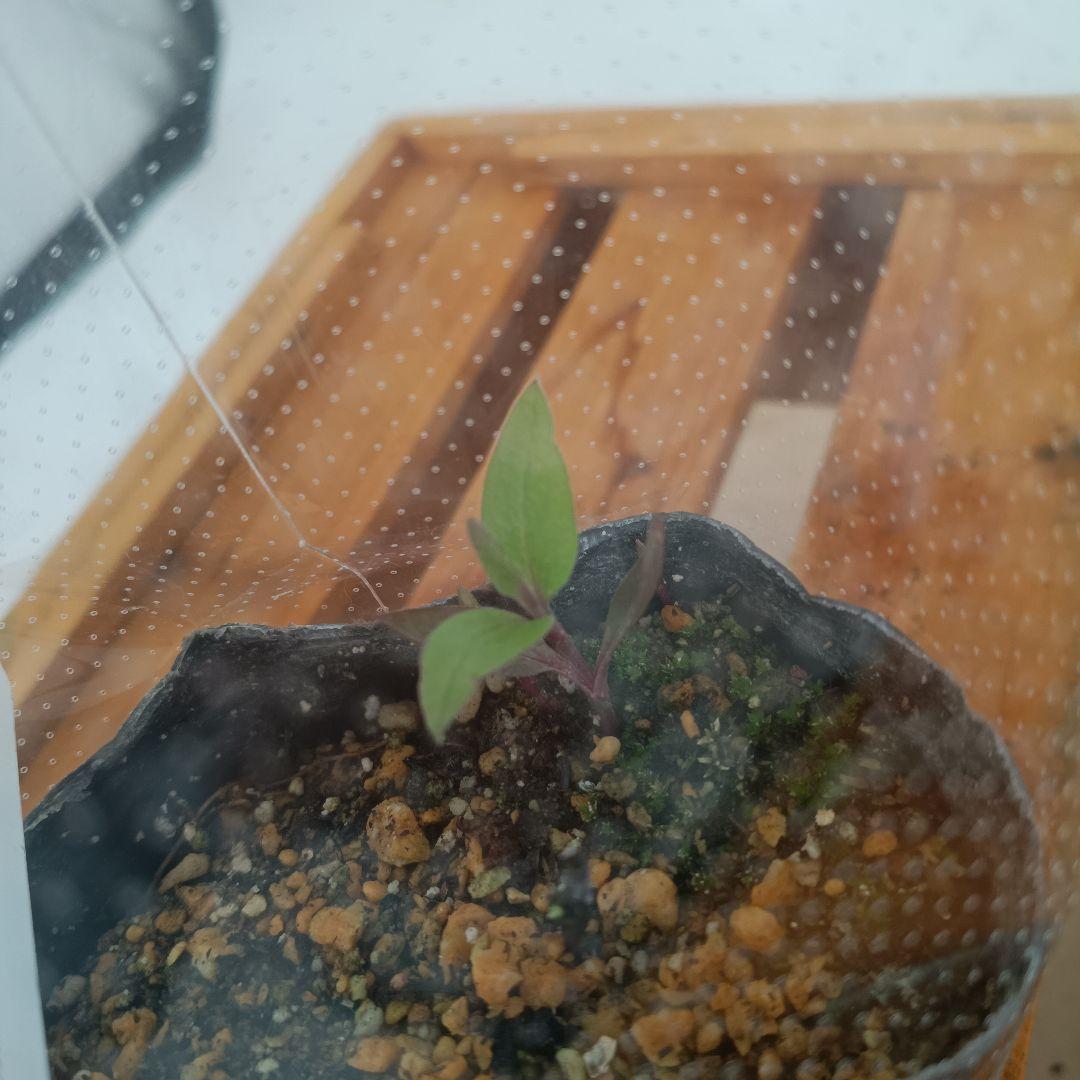 ベル咲き系クレマチス　6種セット