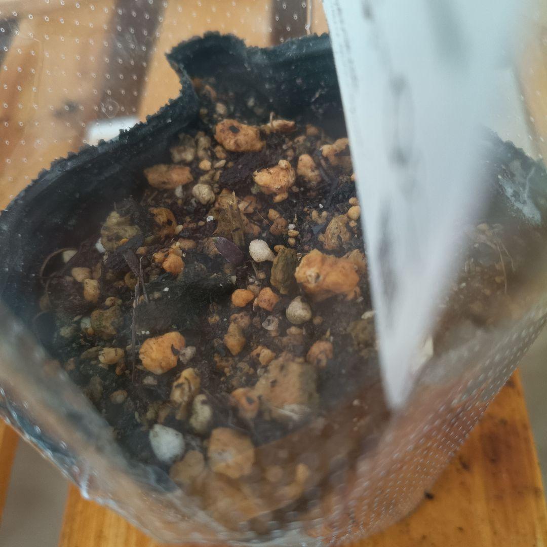 ベル咲き系クレマチス　6種セット