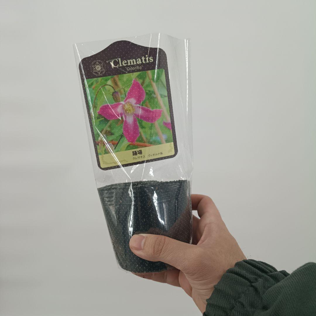 ベル咲き系クレマチス　6種セット