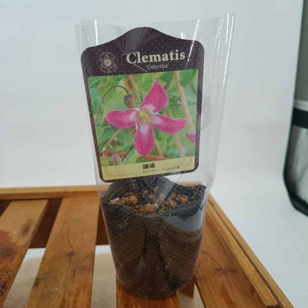 ベル咲き系クレマチス　6種セット