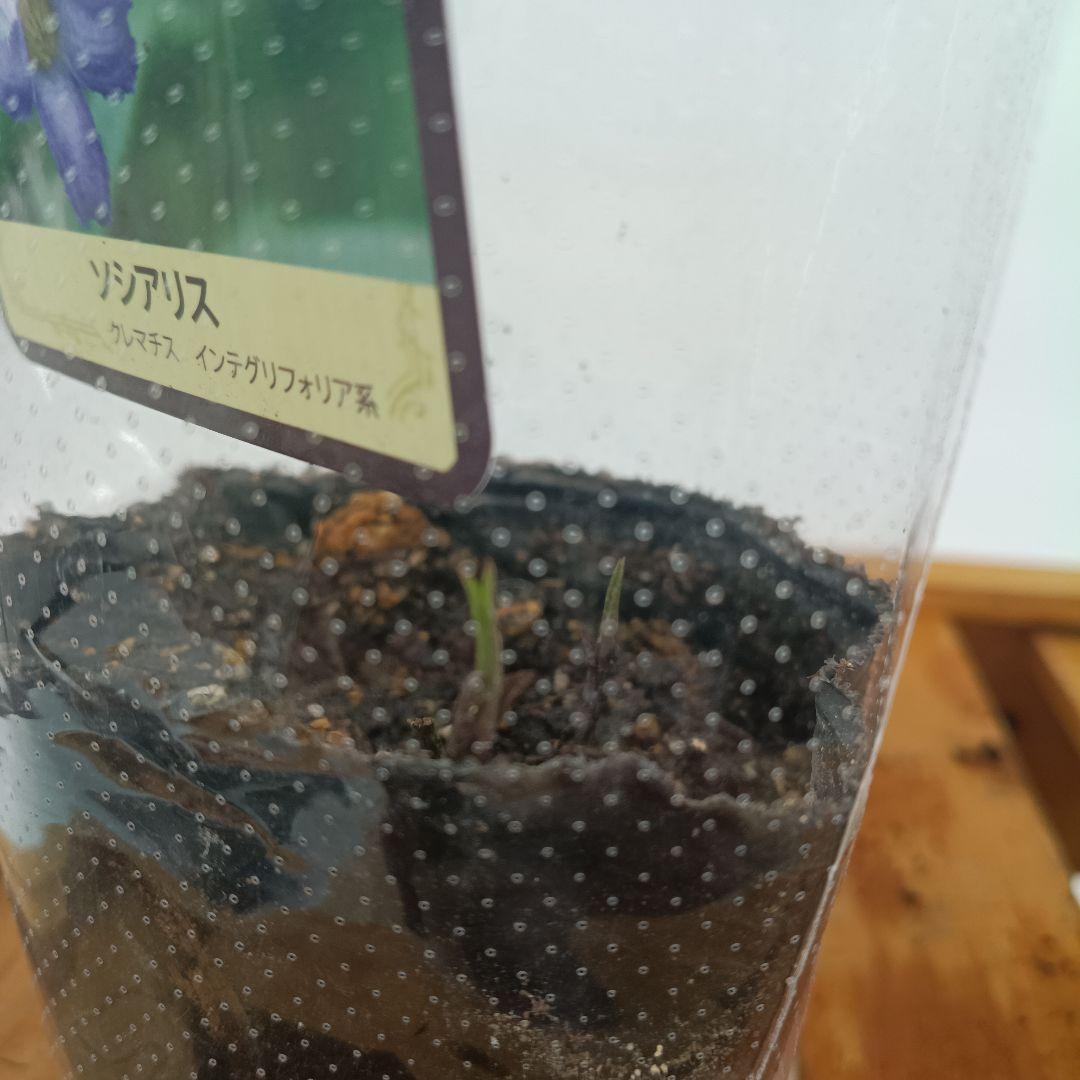 ベル咲き系クレマチス　6種セット