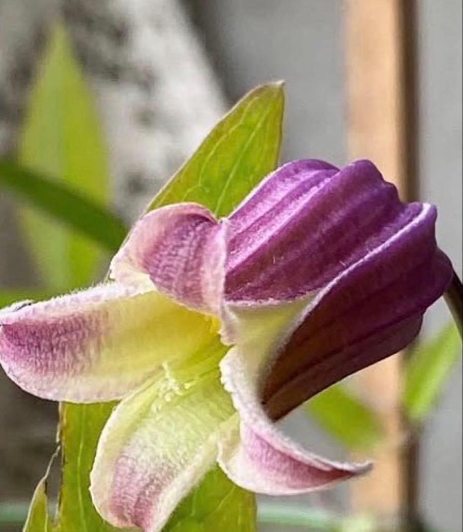 クレマチス　薄桜　竹行燈　7寸　大苗　大株
