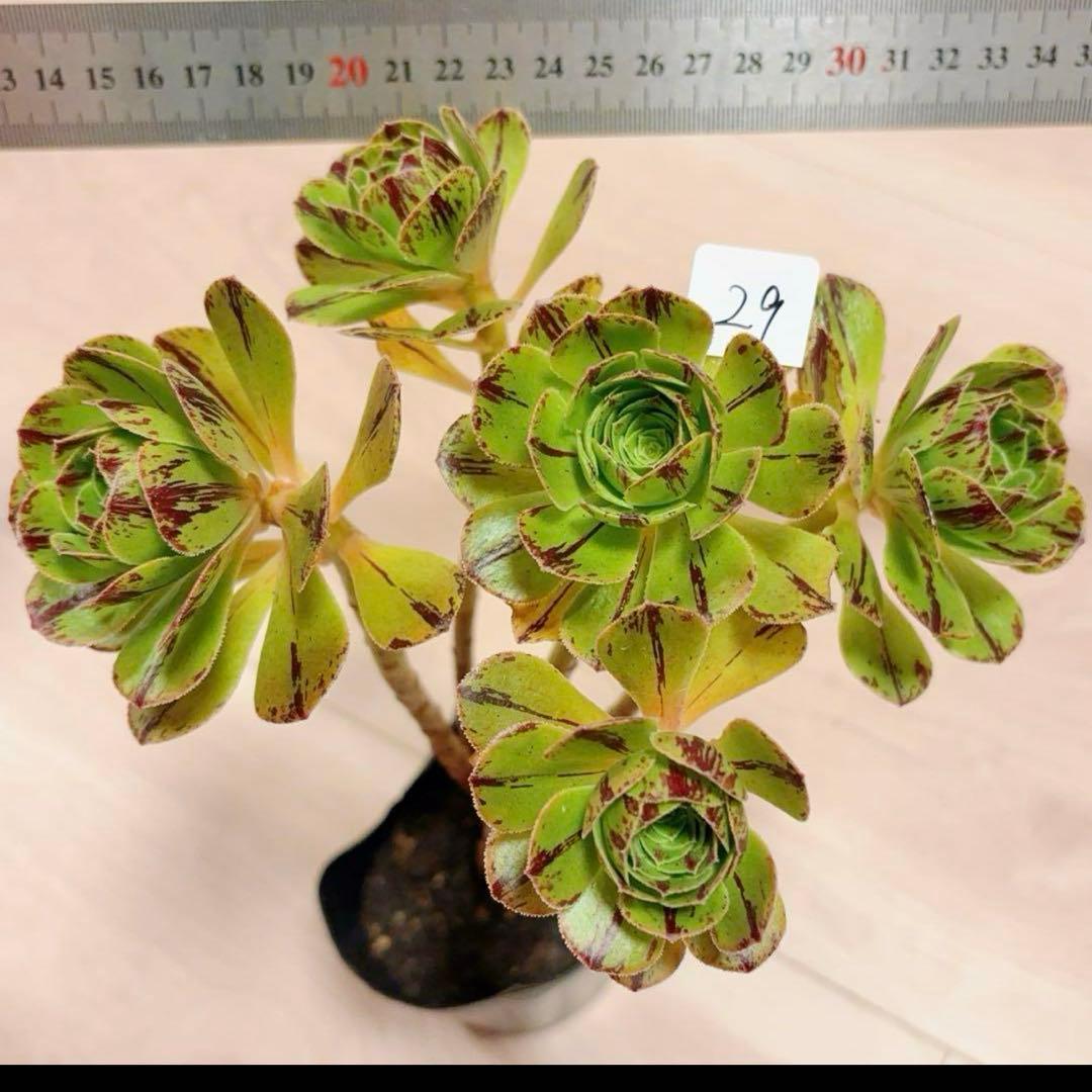 29#多肉植物アエオニウム錦❤️グリ一ンファイア一錦❤️碧火❤5頭18cm 拔き苗