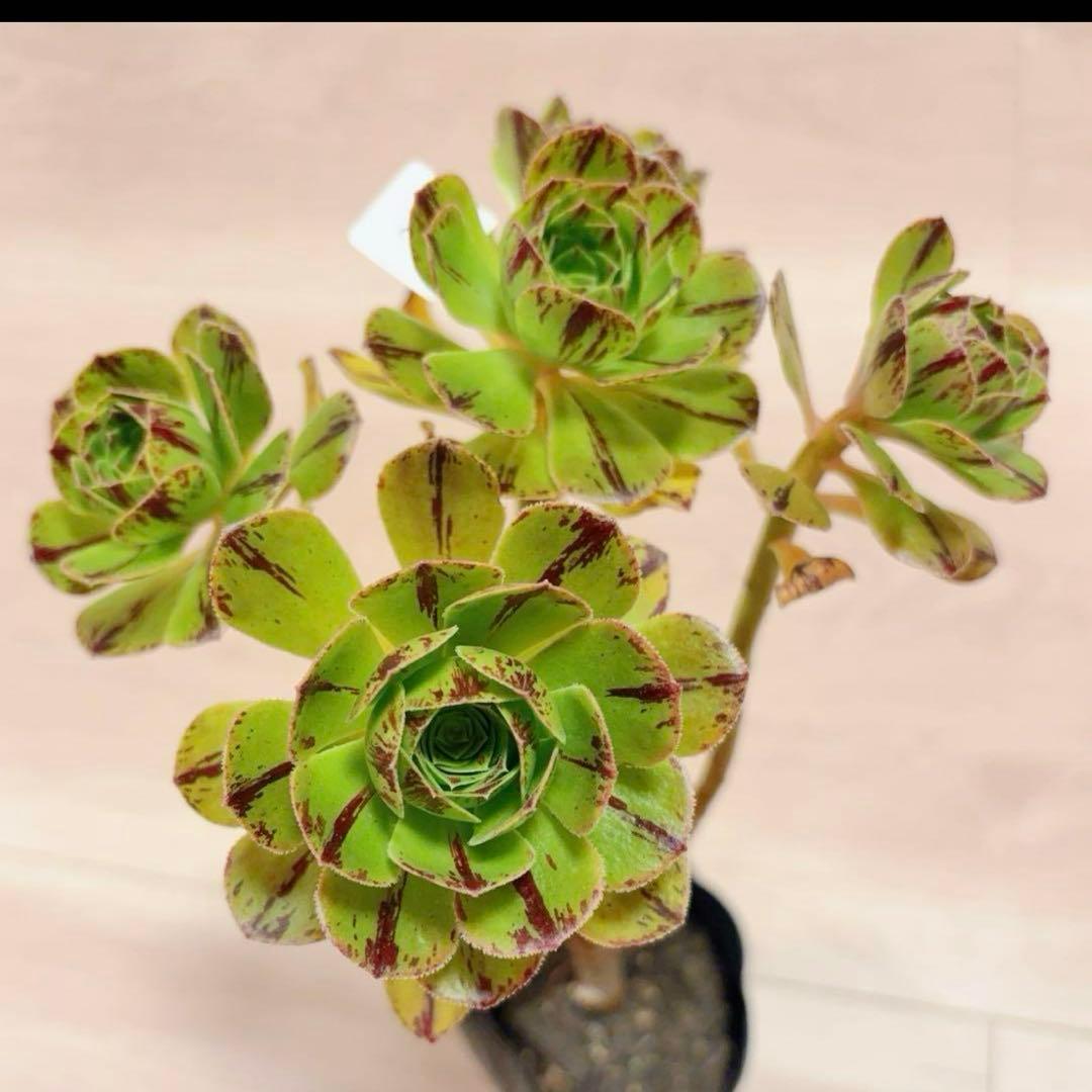 29#多肉植物アエオニウム錦❤️グリ一ンファイア一錦❤️碧火❤5頭18cm 拔き苗