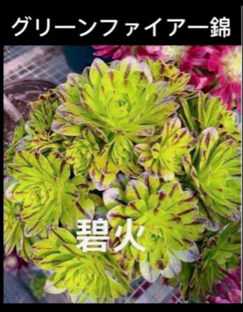 29#多肉植物アエオニウム錦❤️グリ一ンファイア一錦❤️碧火❤5頭18cm 拔き苗