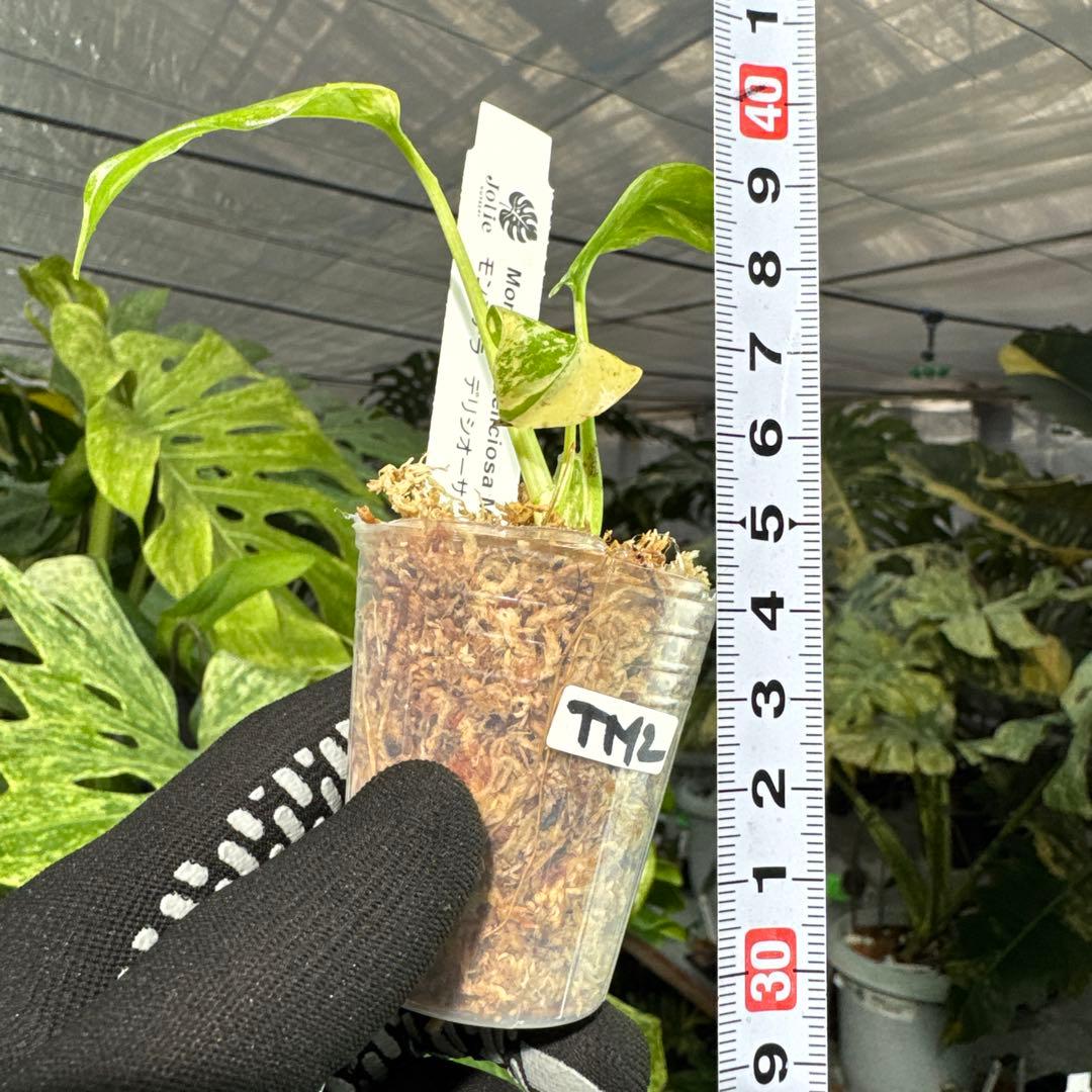 TM2モンステラ　デリシオーサ　ミント斑入り　2寸ポリポット　ネコポス発送