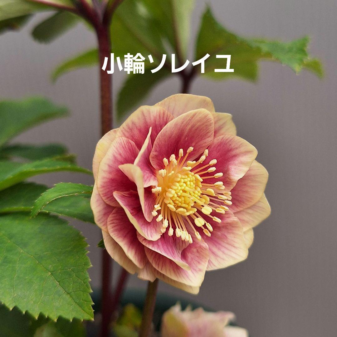 ▽ クリスマスローズ ソレイユ交配開花株 小輪ソレイユ受粉済み　難有り