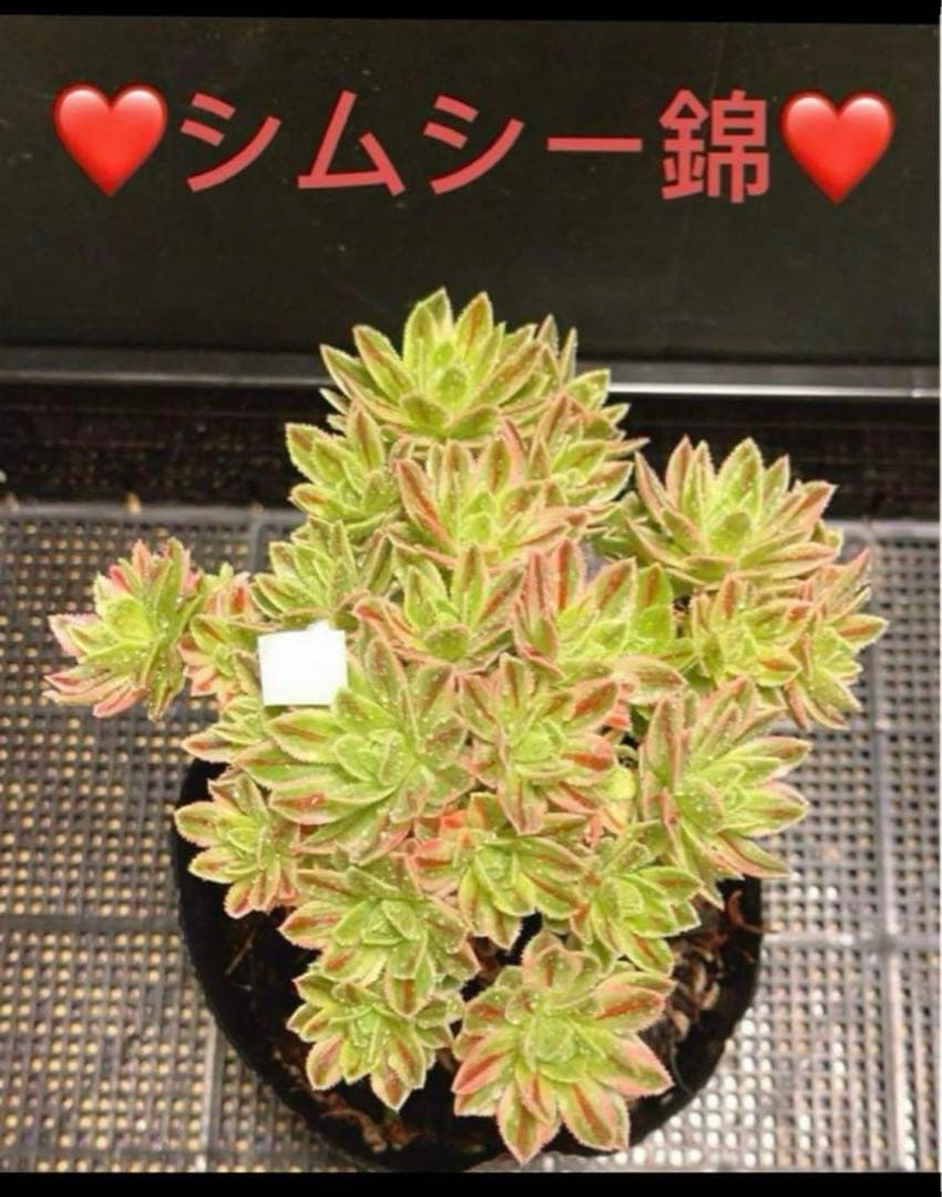 多肉植物アエオニウム❤シムシー錦❤️