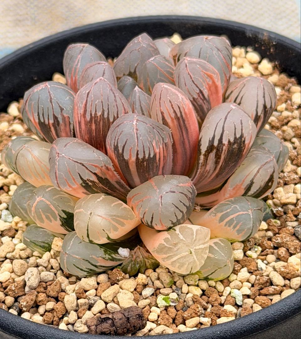 ハオルチア　オブツーサ錦　赤い太陽