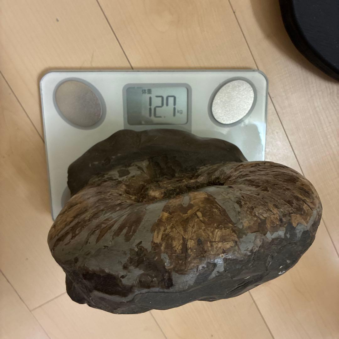 珍品 北海道産 美模様 アンモナイト化石 黒色台座付き
