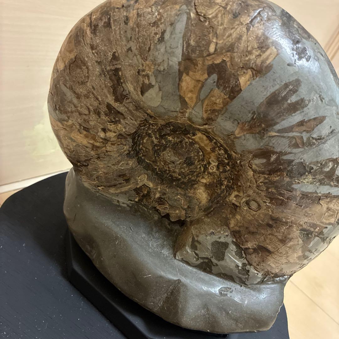 珍品 北海道産 美模様 アンモナイト化石 黒色台座付き