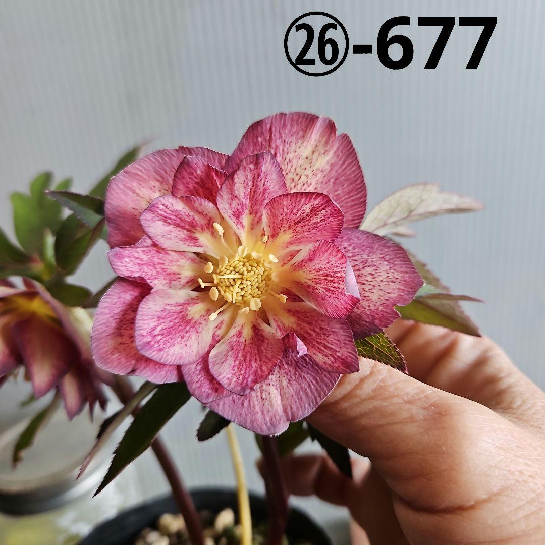 ㉖-677クリスマスローズ