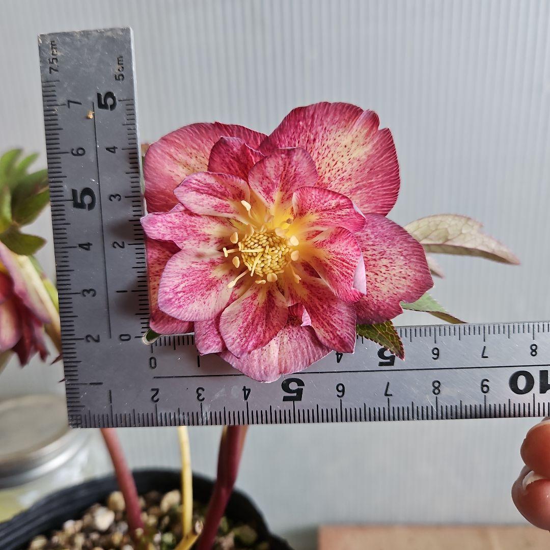 ㉖-677クリスマスローズ