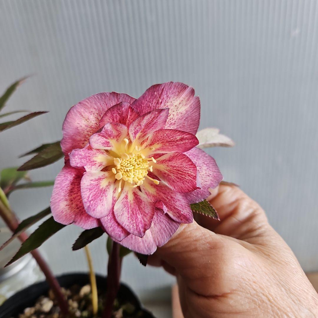 ㉖-677クリスマスローズ