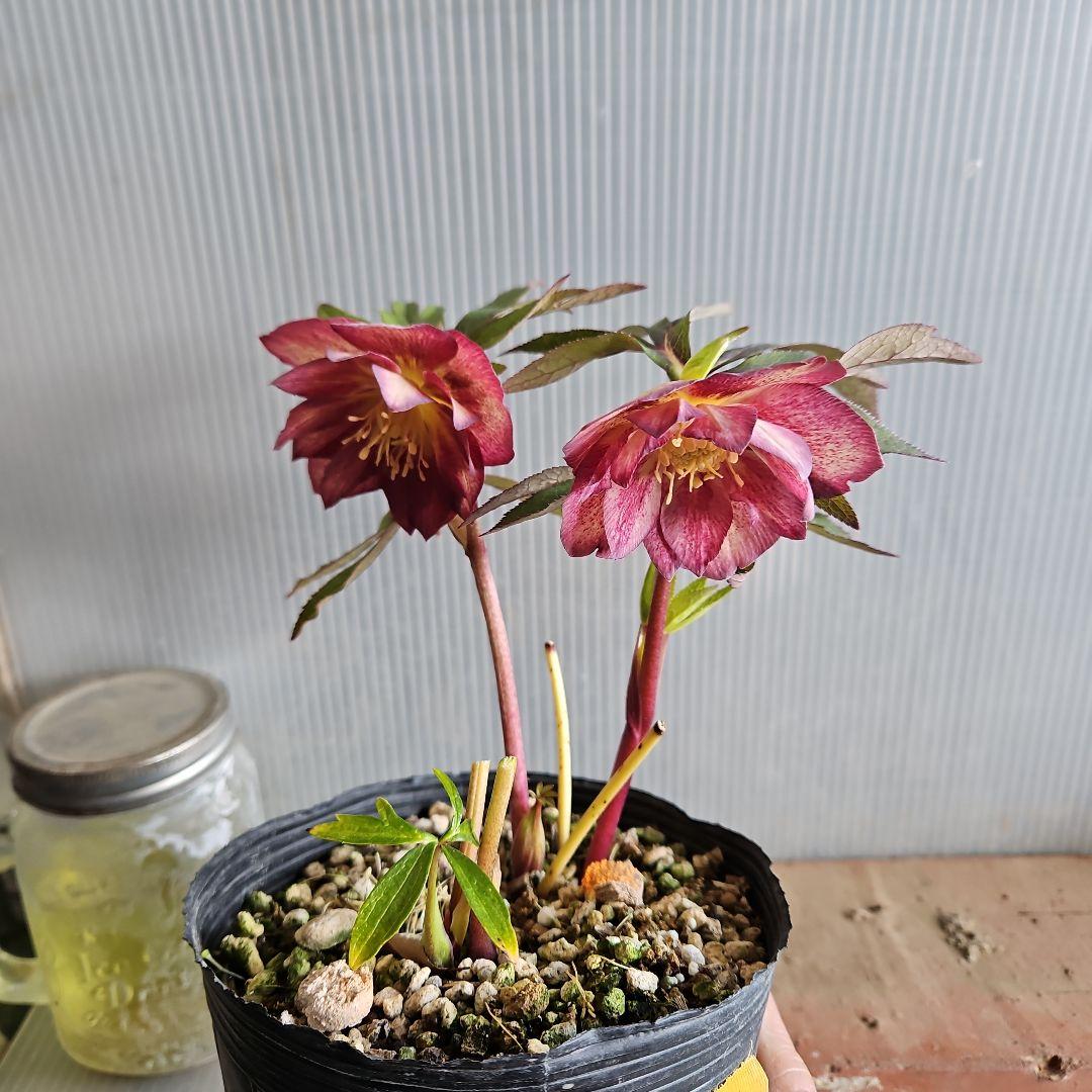 ㉖-677クリスマスローズ