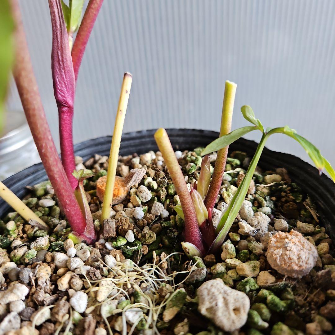 ㉖-677クリスマスローズ