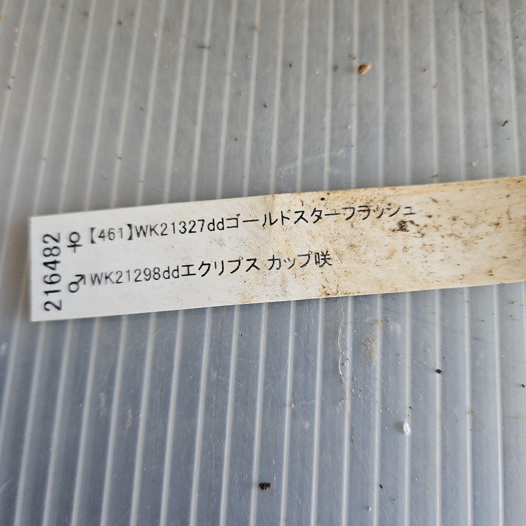 ㉖-677クリスマスローズ