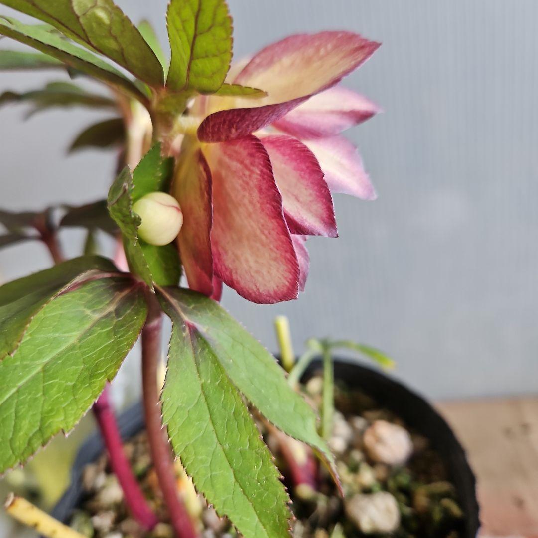 ㉖-677クリスマスローズ