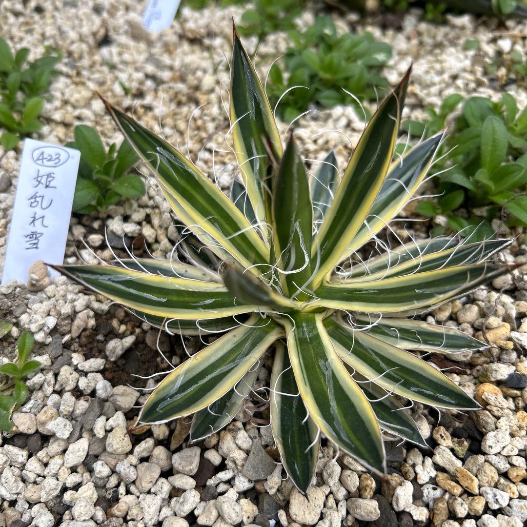 アガベ　姫乱れ雪　覆輪錦　白糸の王妃錦