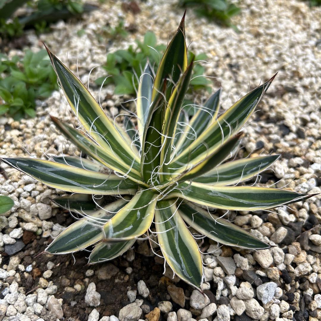 アガベ　姫乱れ雪　覆輪錦　白糸の王妃錦