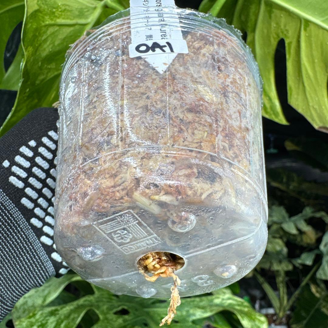 OA1 モンステラ　ボルギシアナ　オーレア　黄斑　健康成長点カット苗