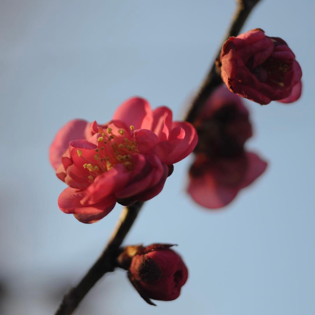 Nikon Ai-S Micro nikkor 55mm f/2.8 レンズ