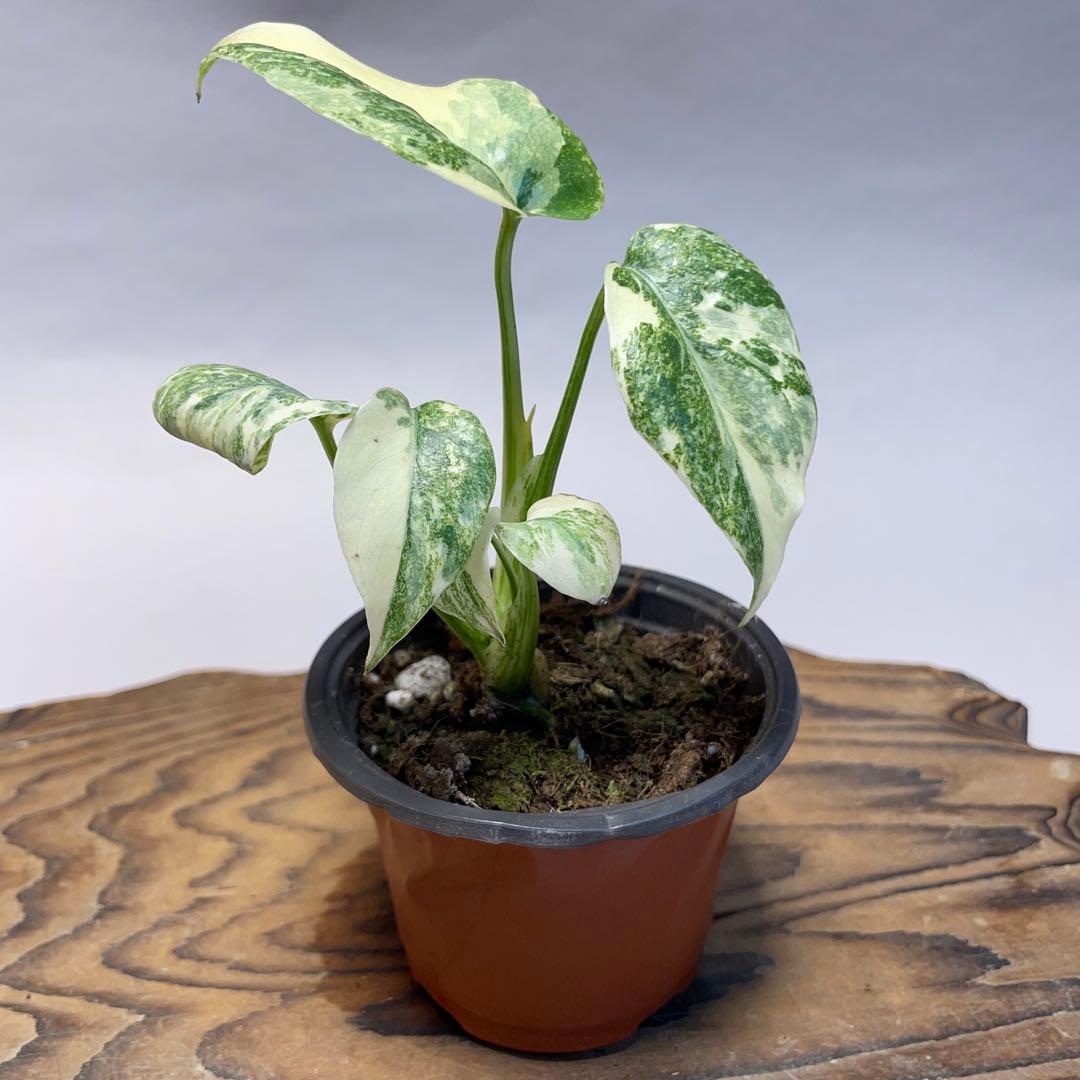 s*o様 q25モンステラ　デリシオーサ　レガシー　斑入り