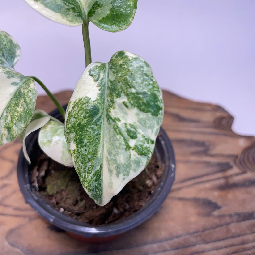 s*o様 q25モンステラ　デリシオーサ　レガシー　斑入り