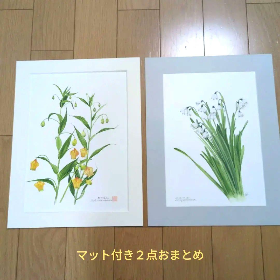 水彩画(サンダーソニア)　原画マットあり　おまとめ２点