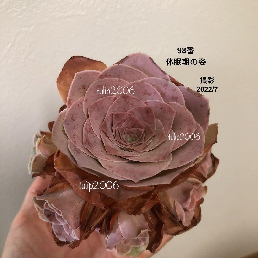 確認専用　98番