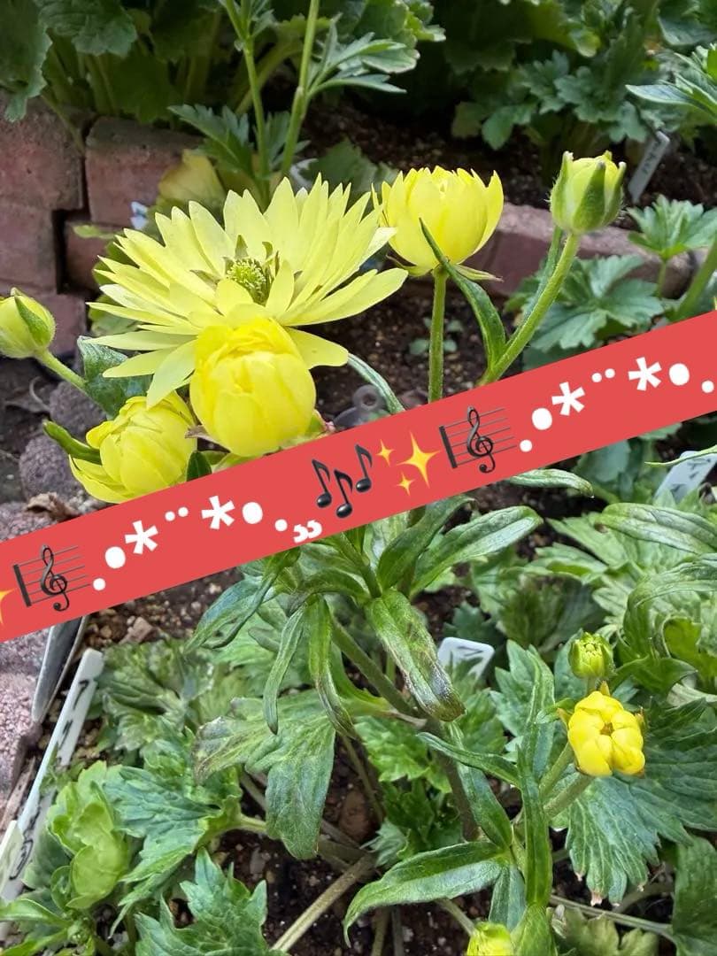 ラナンキュラスラックス苗、フォティノース、黄色いあずき、ランドセルシリーズ、