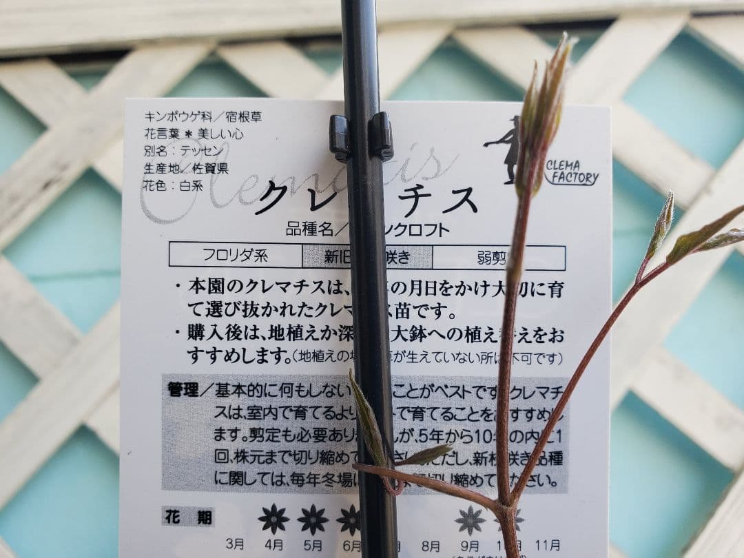クレマチス　ソーンクロフト　正規品　新旧枝咲き