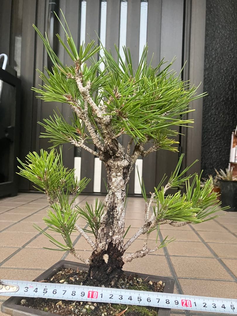 ◉錦松盆栽　素材　超大特価！早いもの勝ち
