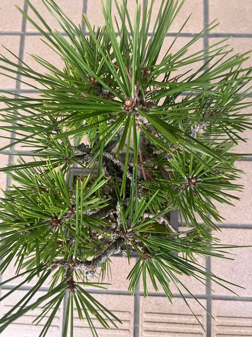 ◉錦松盆栽　素材　超大特価！早いもの勝ち