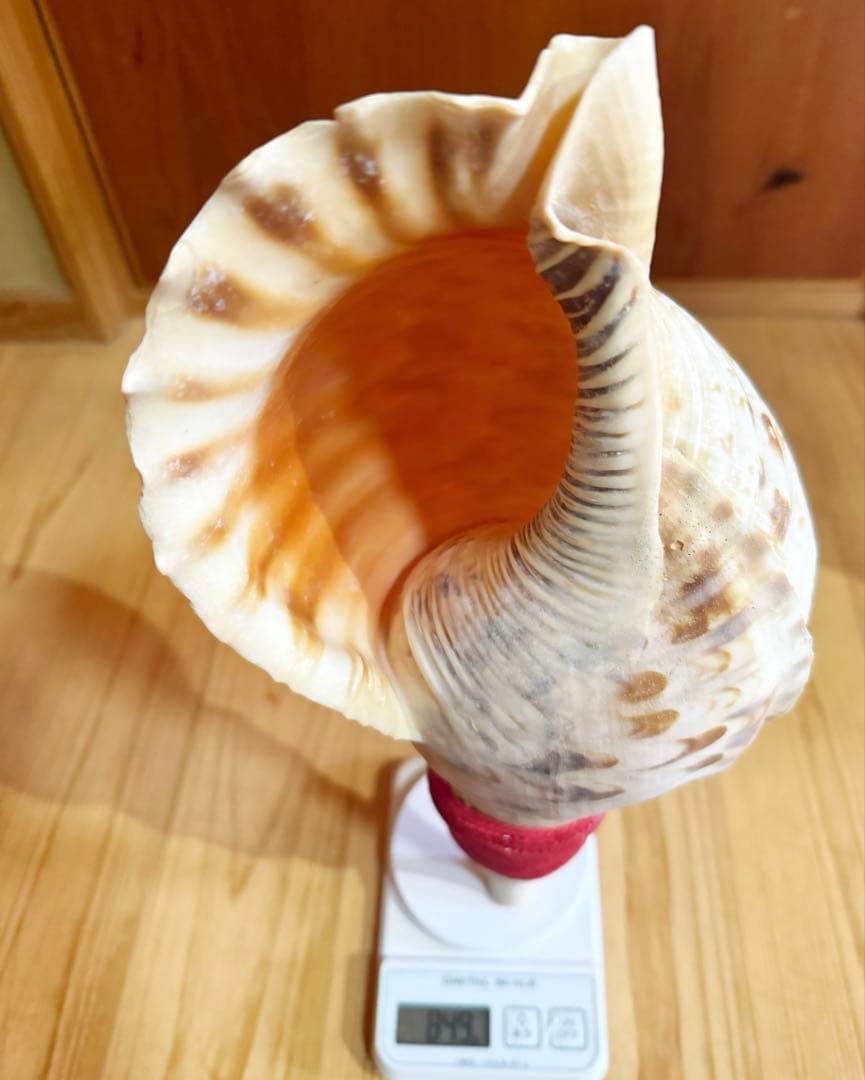 特大修験道法螺貝42㎝　山伏　密教　魔除け　熊よけ❣️ホラガイ　ほら貝